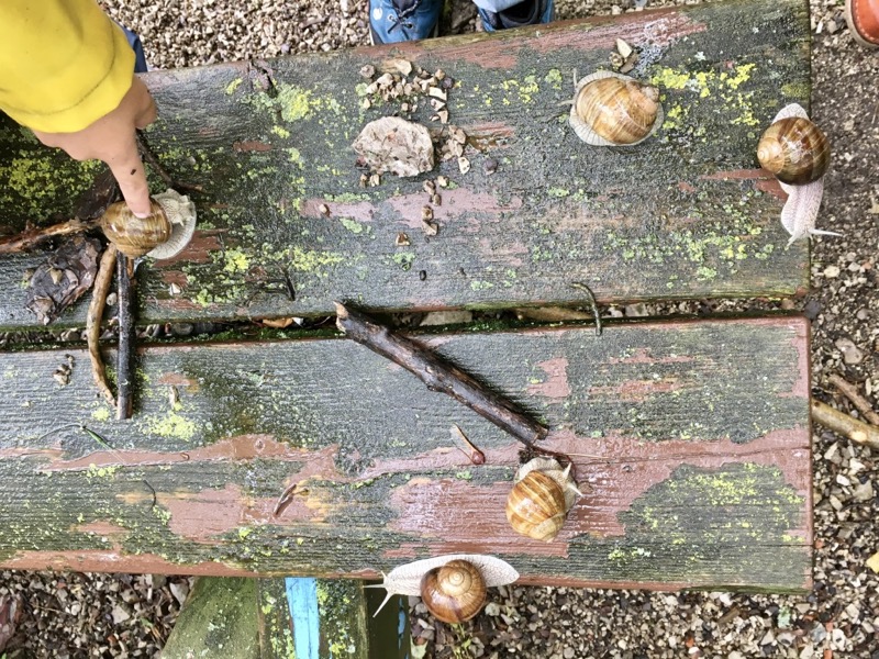 ... Weinbergschnecken haben rechts gedrehte Häuser. Ganz selten findet man eine Schneckenkönigin - die tragen ihre Häuser links gedreht.
