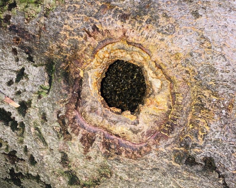 Wildbienen nutzen gerne alte Schwarzspechthöhlen für ihre Stöcke 